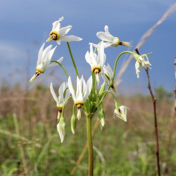 Dodecatheon meadia Album - Gyroselle de Virginie, Herbe-aux-douze-dieux