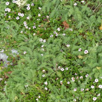 Dúo alternativas al césped 5 Lippia nodiflora y 5 Achillea crithmifolia