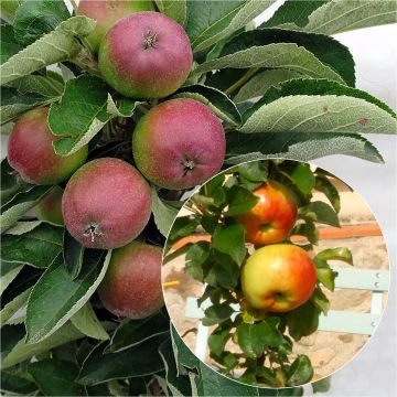 Columnar apple trees pollinator duo for small spaces