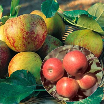 Pair of pollinator apple trees in single U-shaped espalier