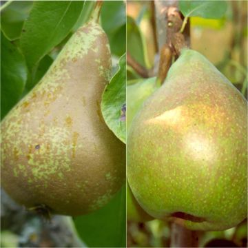 Pollinator duo for septado pears in September