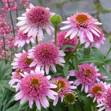 Echinacea purpurea Butterfly Kisses