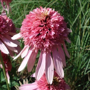 Echinacea purpurea Pink Double Delight