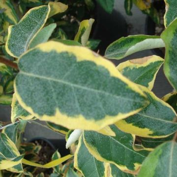 Elaeagnus ebbingei Gilt Edge