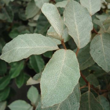 Elaeagnus ebbingei