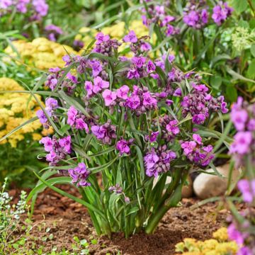 Tradescantia andersoniana JS Brainstorm