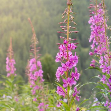 Epilobium angustifolium - Adelfilla de hojas estrechas