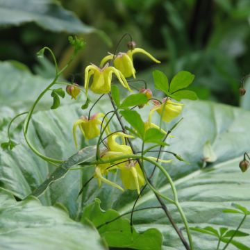 Epimedium davidii