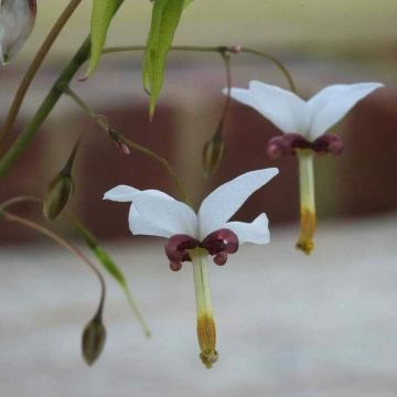 Epimedium dolichostemon