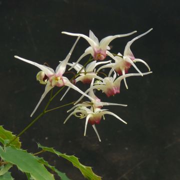 Epimedium Domino