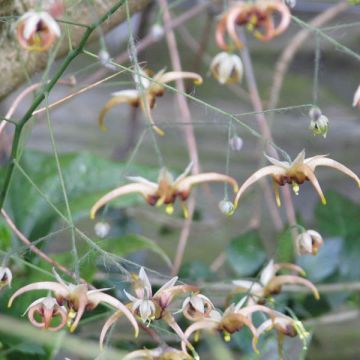 Epimedium wushanense Caramel