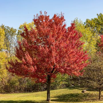 Acer rubrum - Arce de Canadá