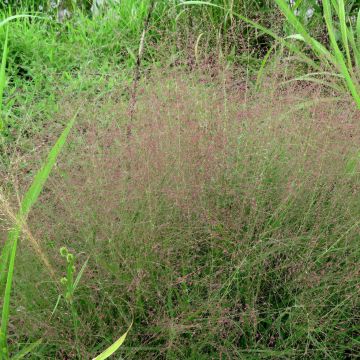 Eragrostis spectabilis - Pasto de plumas