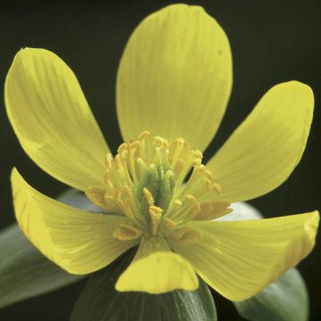 Eranthis hyemalis - Eranthis de invierno