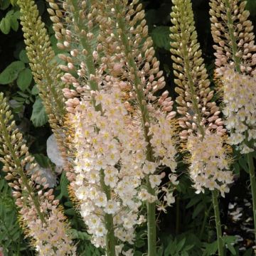 Eremurus robustus - Cola de zorro