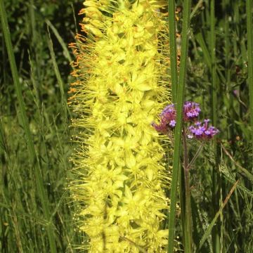 Eremurus Tap Dance