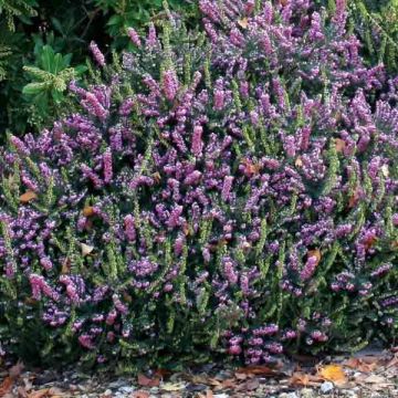 Erica darleyensis Winter Belles Phoebe - Brezo rosado