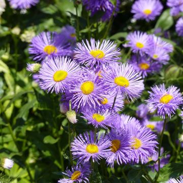 Erigeron Strahlenmeer - Margarita