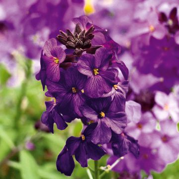 Erysimum Poem Lilac - Alhelí