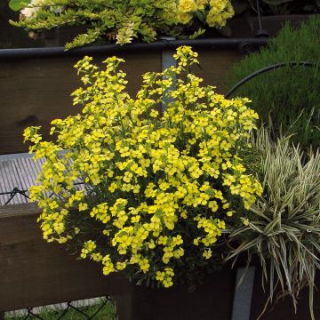 Erysimum Yellow Zwerg - Alhelí