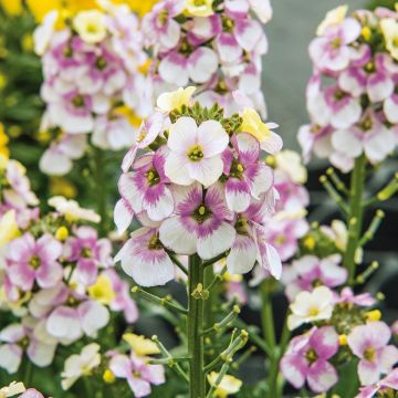 Erysimum WINTER Charm - Alhelí