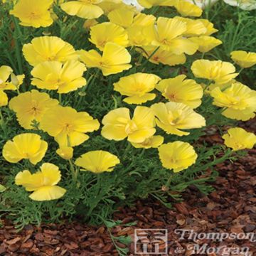 Eschscholzia californica Butter Bush - Amapola de California