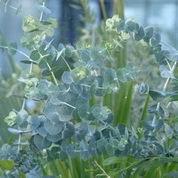 Eucalyptus pulverulenta Baby Blue