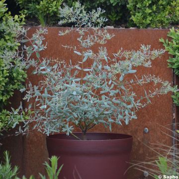 Eucalyptus gunnii France Bleu Rengun