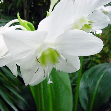 Eucharis amazonica - Lirio amazónico