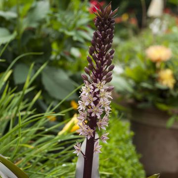 Eucomis comosa Sparkling Rosy - Flor de la piña