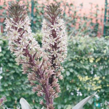 Eucomis Burgundy Wine - Flor de la piña