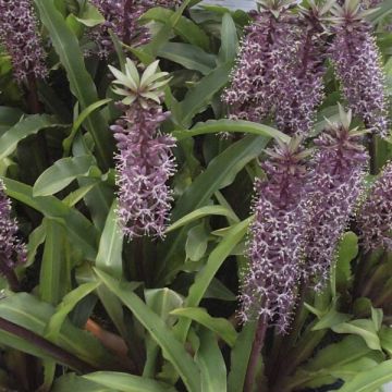 Eucomis humilis Twinkle Stars - Flor de la piña