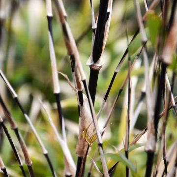 Fargesia nitida Trifina Black - Bambú no invasivo