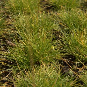 Festuca azul Golden Toupee - Festuca azul