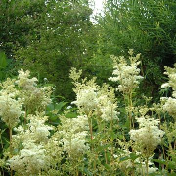 Filipendula ulmaria Variegata