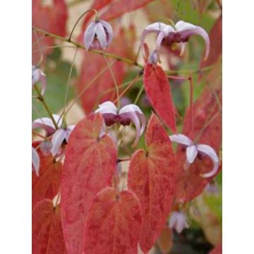 Epimedium acuminatum