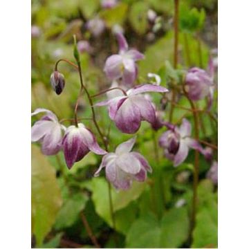 Epimedium youngianum Merlin