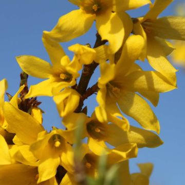 Forsythia intermedia Marée d'Or