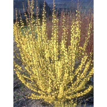 Forsythia intermedia Mindor