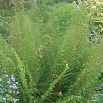 Dryopteris affinis - Falso helecho macho