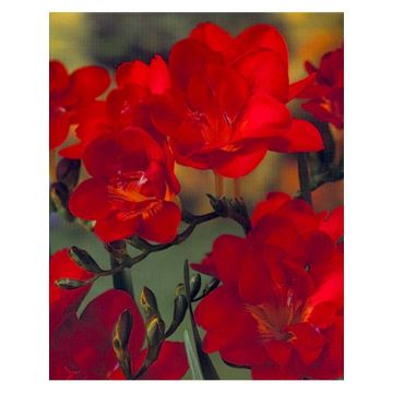 Freesia hybrida Double Red