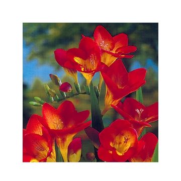 Freesia hybrida Simple Red