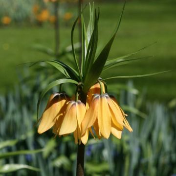 Fritillaria imperialis Vivaldi - Corona imperial