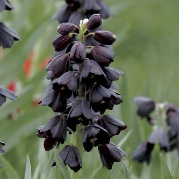 Fritillaria persica Adiyaman