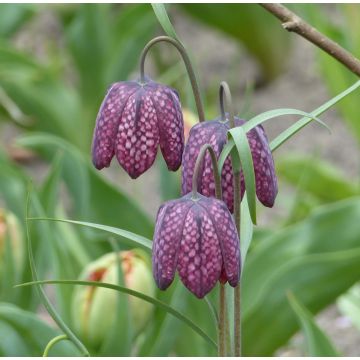 Fritillaria meleagris - Tablero de damas