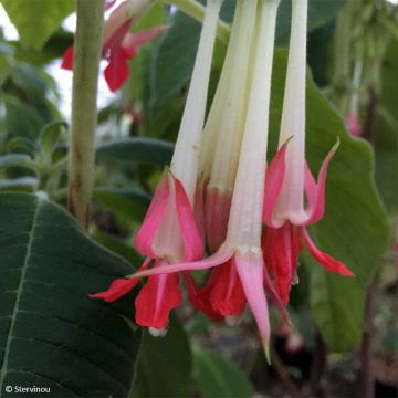 Fucsia boliviana Alba