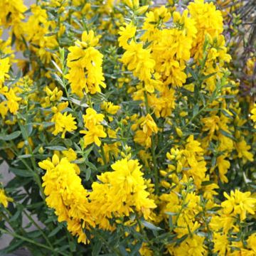 Genista tinctoria Plena - Retama de tintes