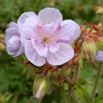 Geranio de prado Else Lacey - Geranium pratense