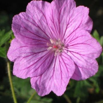 Geranio de sangre Blushing Turtle - Geranium sanguineum