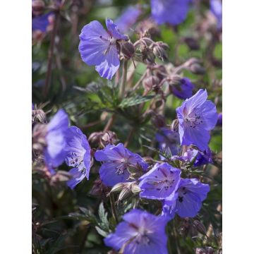 Geranio de prado New Dimensions - Geranium pratense